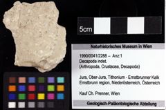 Foto (Objket + Etiketten) von Decapoda indet. 